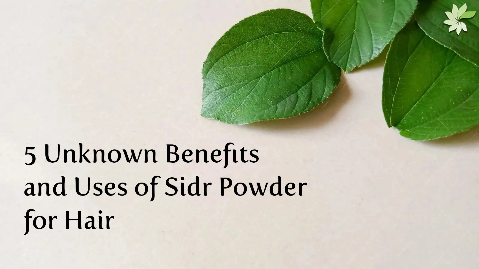 Know the hidden benefits of Sidr Powder for hair care - natural, nourishing, effective.