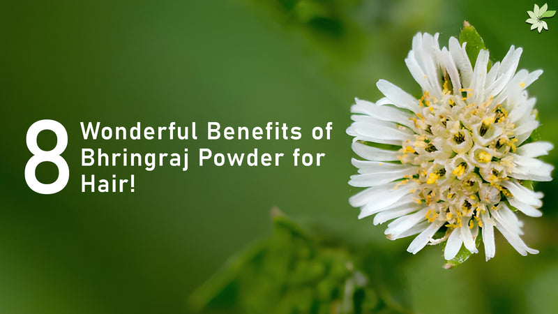 Bhringraj plant, the king of herbs, symbolizing natural hair care benefits and Ayurvedic tradition.