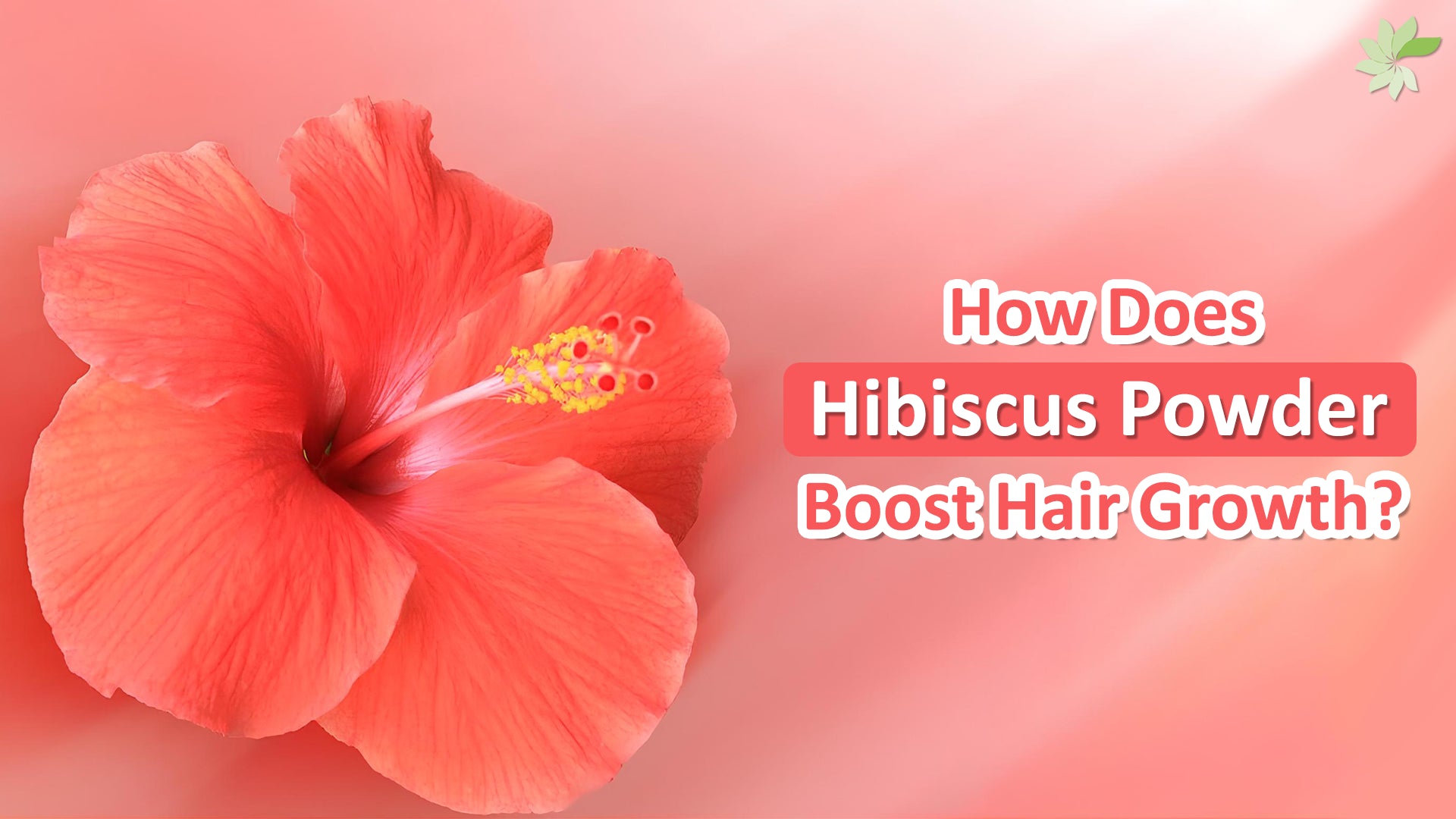 Boost Hair Growth with Hibiscus Powder - Gudhal Flower's natural haircare benefits and usage